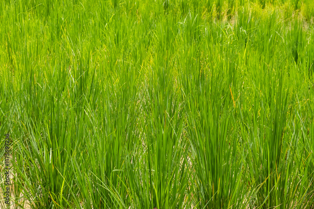 Obraz premium Close up of green rice paddy field with water channels, Phuket, Thailand. Traditional agricultural and rural landscape, Asia