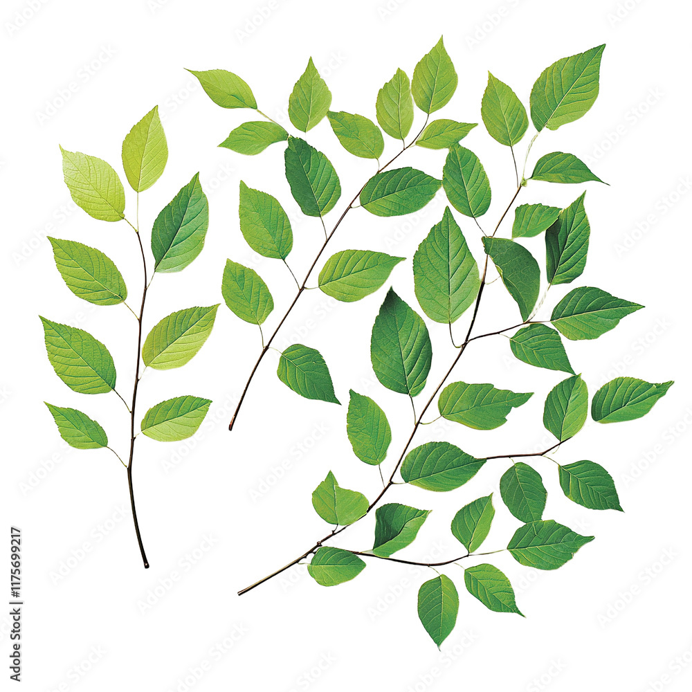 a branch of a tree with green leafs on a transparent background, PNG image, PNG file, Generative art.