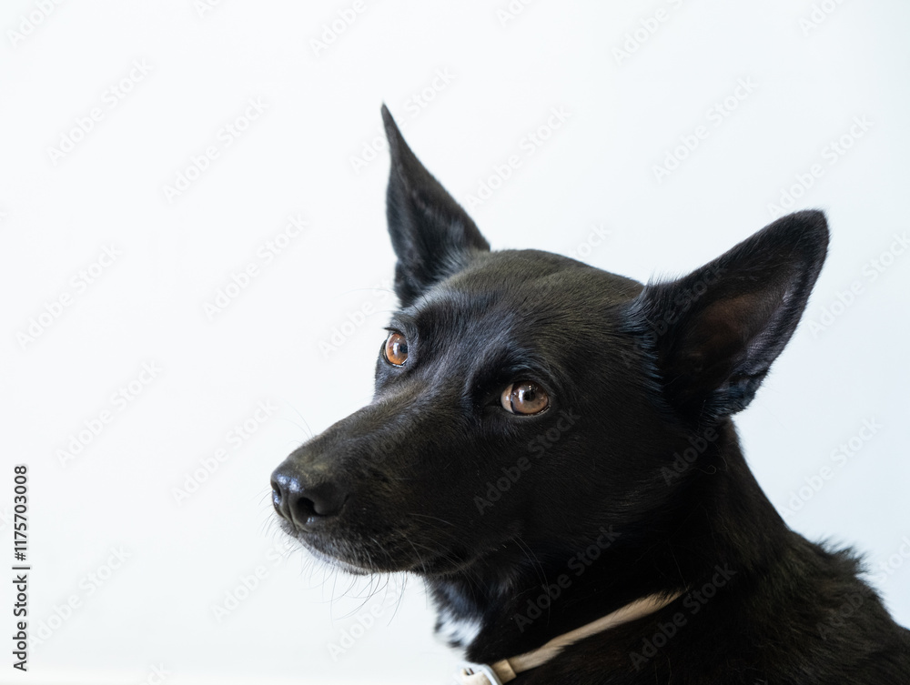 Close-up profile shot of a black adult female dog with short hair and orange-brown eyes. He is looking at the camera with his ears extended, an antiparasitic collar and a neutral background Close-up profile shot of a black adult female dog with short hair and orange-brown eyes. He is looking at the camera with his ears extended, an antiparasitic collar and a neutral background