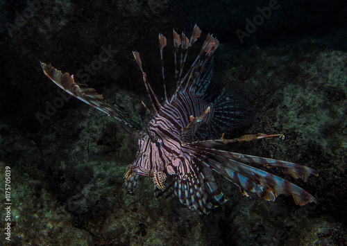 A Common Lionfish (Pterois volitans) in the Caribbean Sea photo