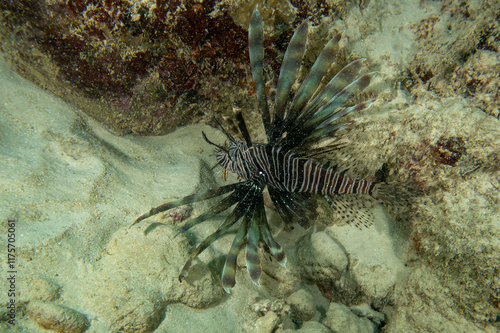 A Common Lionfish (Pterois volitans) in the Caribbean Sea photo