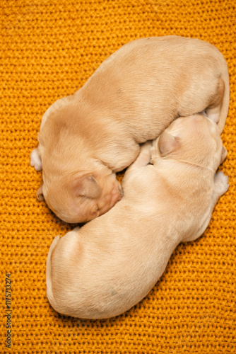 Golden Puppies
