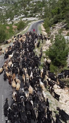 Goats and vehicle aerial view