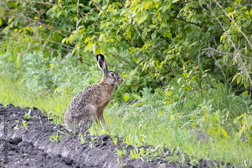 Big hare is sitting among the withered grass photo