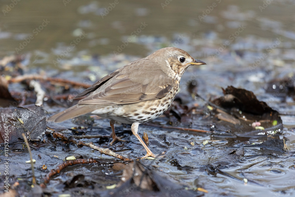 A field thrush bird stands on the snow near a thawed puddle in early spring A field thrush bird stands on the snow near a thawed puddle in early spring
