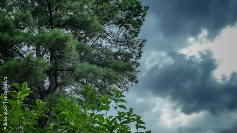 Peaceful Sky Scene Under a Tree: Sunlight and Nature Bliss Peaceful Sky Scene Under a Tree: Sunlight and Nature Bliss