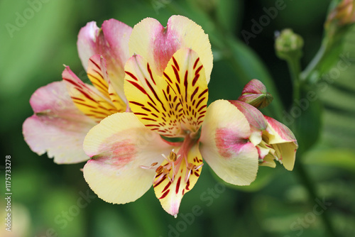 Pink and yellow Peruvian lily flowers in close up