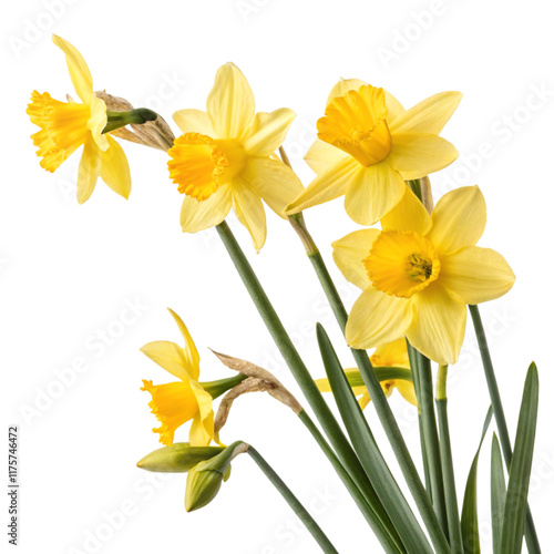 Fototapeta Naklejka Na Ścianę i Meble -  yellow daffodil flowers isolated on transparent background Generative Ai
