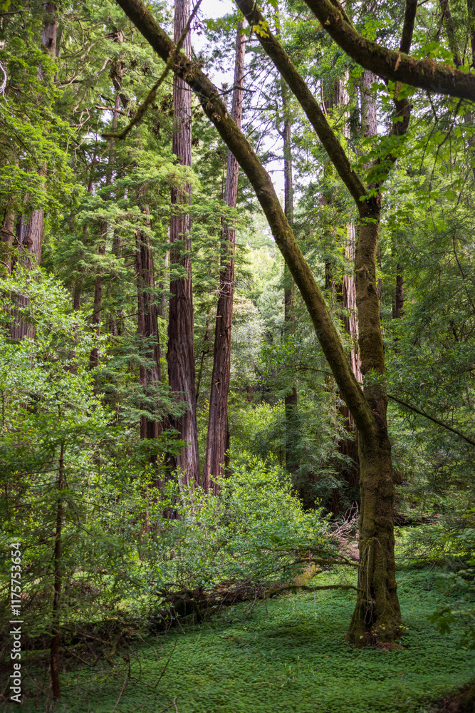 Fototapeta premium Redwoods at Muir Woods National Monument.