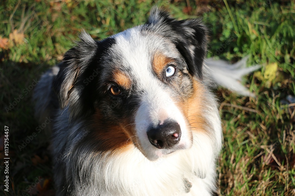 Fototapeta premium pretty blue merle australian shepherd head portrait with 2 different colored eyes in the garden