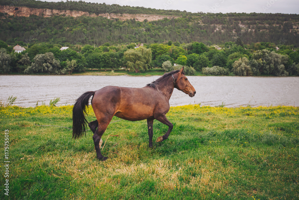 Tranquil scene with grazing horse. Wild horse on the green shore. wild red horse runs without a bridle along the bank of the river. Tranquil scene with grazing horse. Wild horse on the green shore. wild red horse runs without a bridle along the bank of the river.
