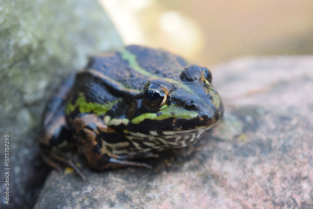 Obraz premium Frosch am Teich 