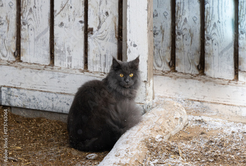 wunderschöne junge Main Coon Katze blue smoke mit gelben Augen sitzend im Pferdestall an einem Wintertag mit Schnee photo