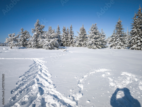 Winter Panorama of Vitosha Mountain, Bulgaria photo