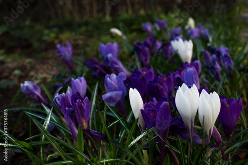 Purple and white crocuses in a spring meadow. Blooming crocuses close-up