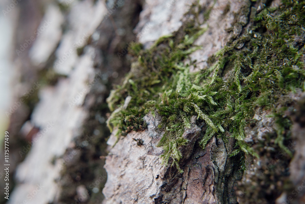 Green moss on tree bark close up detailed view Green moss on tree bark close up detailed view