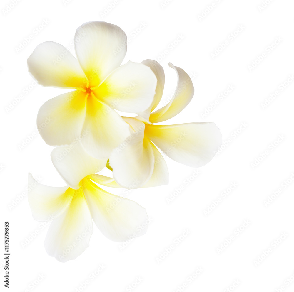 Plumeria fowers isolated on white background..Close-up of three white and yellow tropical flowers.