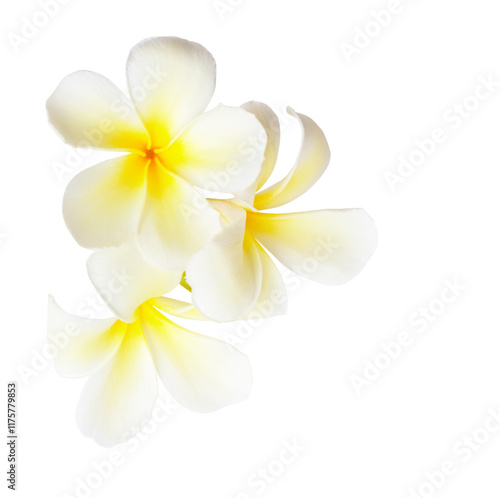 Plumeria fowers  isolated on white background..Close-up of three white and yellow tropical flowers. photo