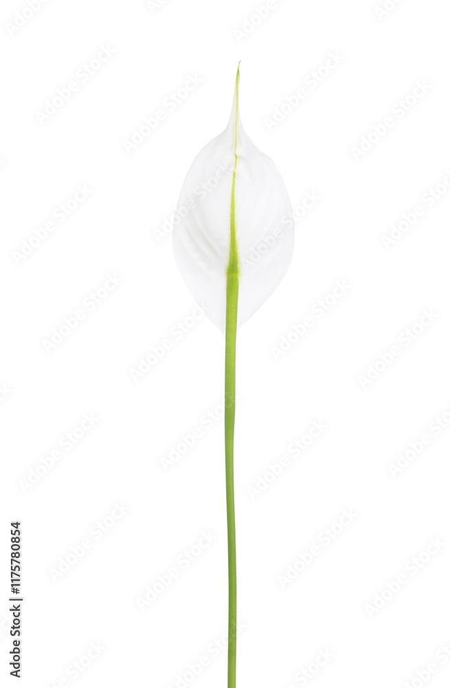 Back side of Spathiphyllum flower isolated on white background.