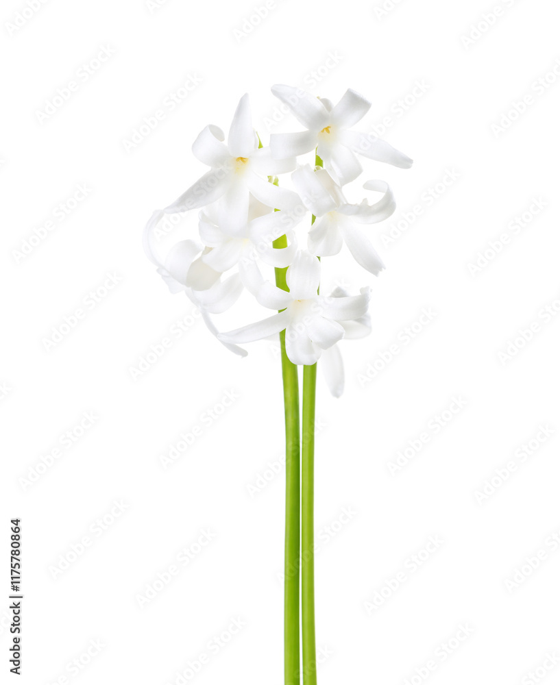 Two small Hyacinthus orientalis with white flowers isolated on white background.