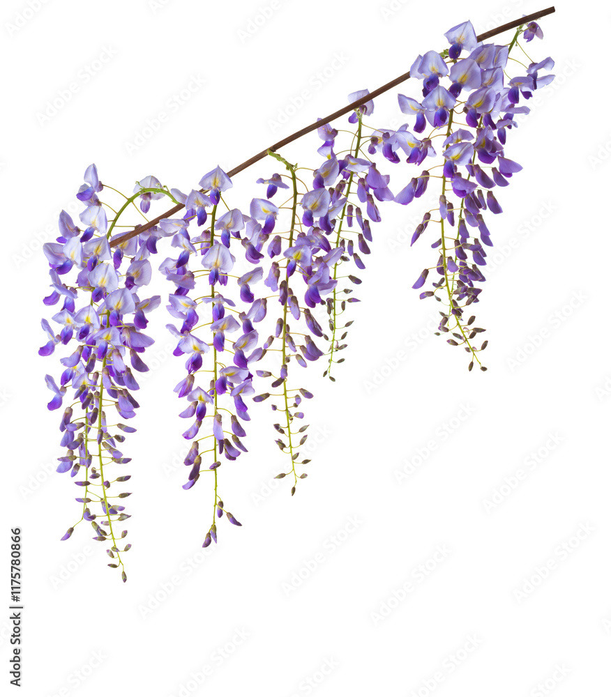 Branch of Wisteria flowers isolated on white background.
