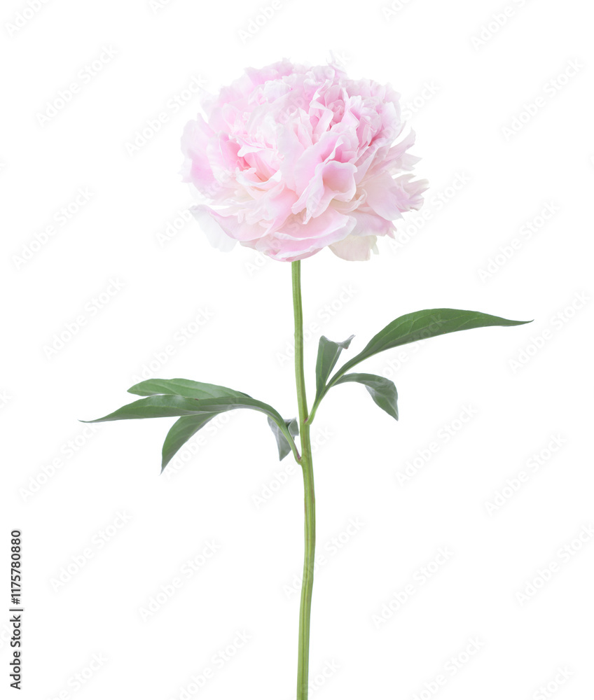 Pale pink Peony with green leaves isolated on white background