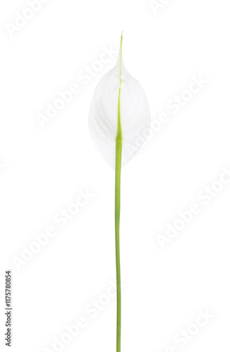 Obraz na płótnie Back side of Spathiphyllum flower isolated on white background. w salonie