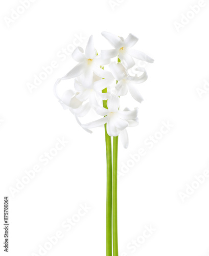 Obraz na płótnie Two small Hyacinthus orientalis with white flowers isolated on white background. w salonie