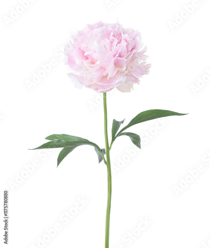 Obraz na płótnie Pale pink Peony with green leaves isolated on white background w salonie