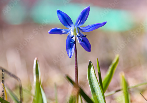 Photography Siberian Scilla - Scilla Siberica