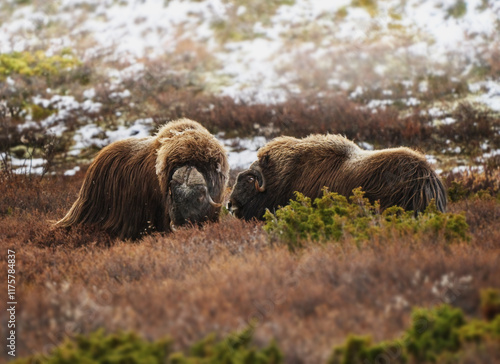 Northern muskox in winter mountains, natural winter habitat with snow, Dovrefjell National Park, Norway. Face to face a muskrat. Muskox fight. Wild muskox in the mountains. A wild scene from nature. photo