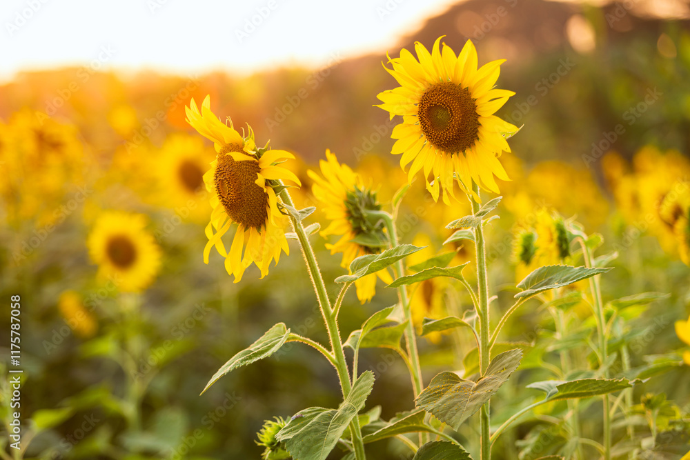 Golden Sunflowers field at blooming farm agricultural Summer sunset and bright sun lights background in Thailand