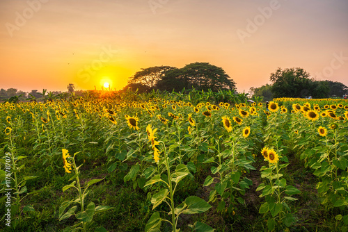 golden Sunflowers field at blooming farm agricultural Summer sunset and bright sun lights background in Thailand