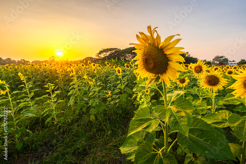 golden Sunflowers field at blooming farm agricultural Summer sunset and bright sun lights background in Thailand