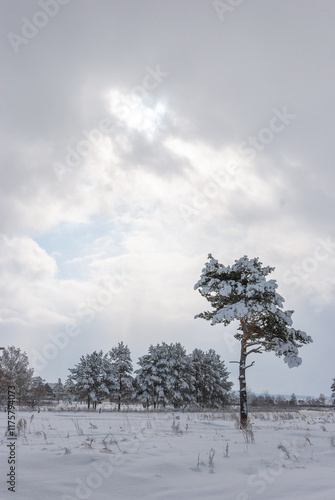 Wallpaper Mural Snowy forest with path between pine trees against dramatic sky, rural area peace and quiet. Torontodigital.ca