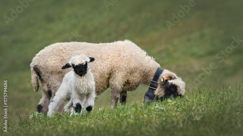 A Valais Blacknose Ewe With Its Lamb photo