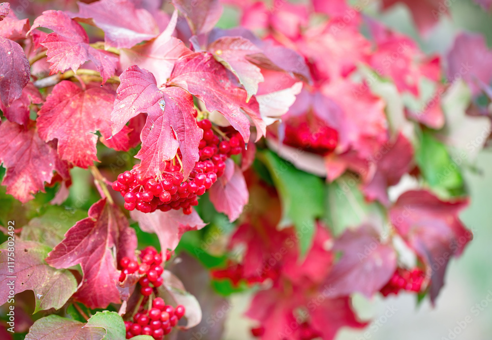 Vivid red berries nestled among colorful autumn leaves in a serene setting