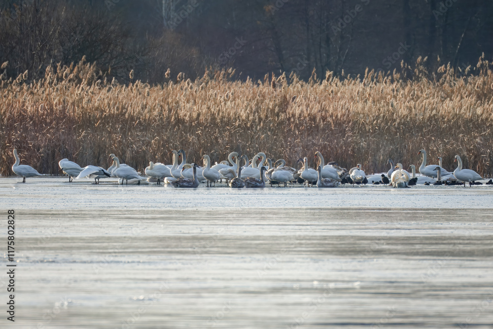 Obraz premium A flock of mute swans and common coots on the frozen lake rests on a sunny winter day.