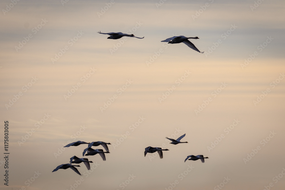 Fototapeta premium On a sunny winter day, a flock of mute swans fly in the sky perpendicular to the camera lens.