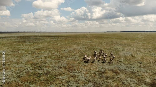 Aerial footage of a herd of antelopes grouped together on an open grassland under a bright sky with scattered clouds.