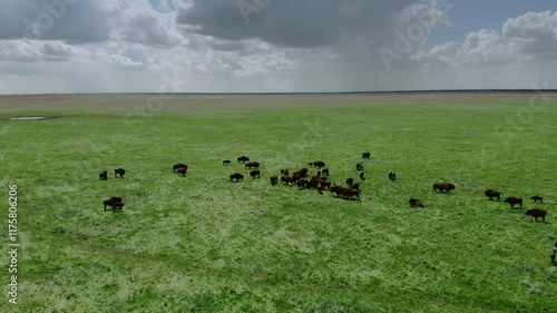 Aerial view of a buffalo herd grazing on a vibrant green grassland under a partly cloudy sky.