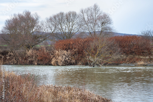 Vegetation along the banks of the Mures River near the city of Tirgu Mures, Romania photo