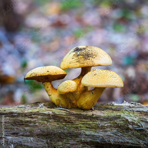 pholiota mushroom cluster growing on fallen tree photo