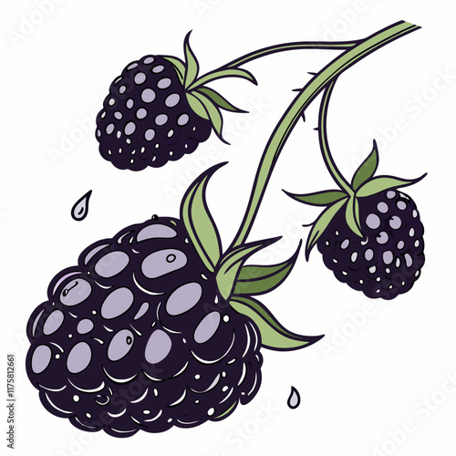 ripe blackberry. isolated dewberry on white background. summer berry of bramble.