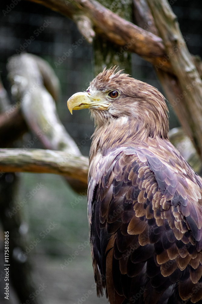 Fototapeta premium A large eagle in the forest sits on a dry tree branch