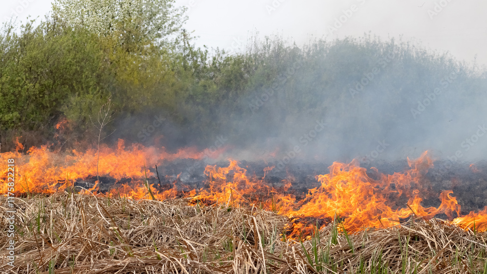 fire in the steppe, dry grass burns in the spring fire in the steppe, dry grass burns in the spring