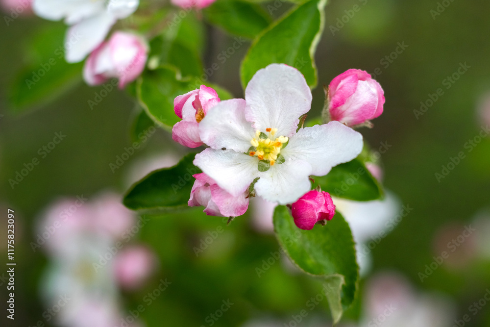 white and pink flowers and buds of an apple tree in the garden on a branch close-up white and pink flowers and buds of an apple tree in the garden on a branch close-up