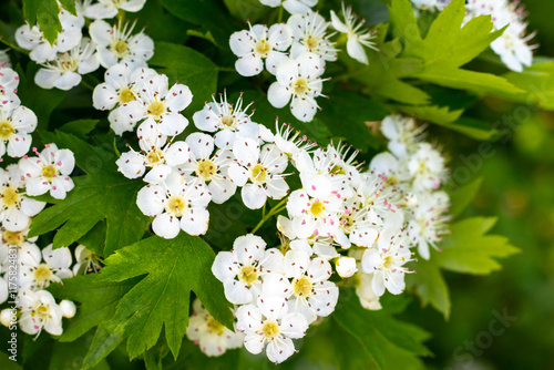 hawthorn bush with white flowers in sunny weather photo