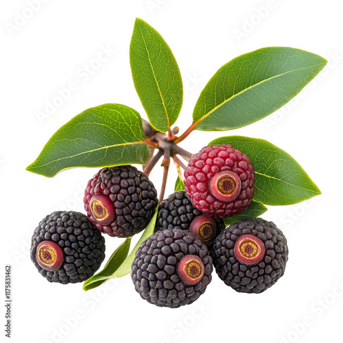 Fresh waxberries on a transparent background showcasing their distinct color and texture in a simple arrangement, waxberry isolated on transparent background photo