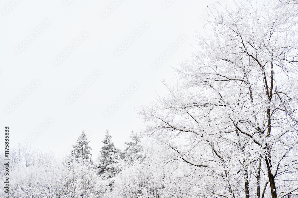 A serene winter landscape featuring snow-laden trees against a white, overcast sky. The calm and minimalistic composition evokes feelings of tranquility and natural beauty. A serene winter landscape featuring snow-laden trees against a white, overcast sky. The calm and minimalistic composition evokes feelings of tranquility and natural beauty.